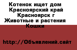 Котенок ищет дом - Красноярский край, Красноярск г. Животные и растения » Кошки   